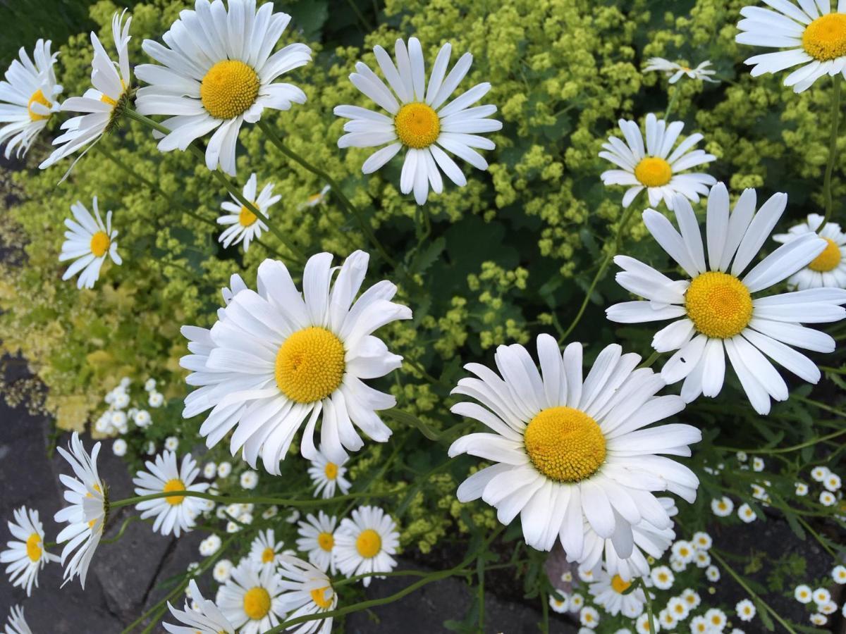 Naturskoent Boende Vid Sjoe Skånes Fagerhult エクステリア 写真